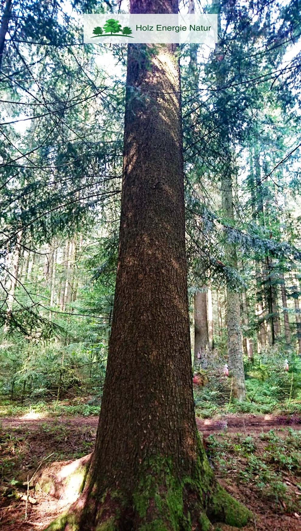 Abete rosso: un gigante della natura
