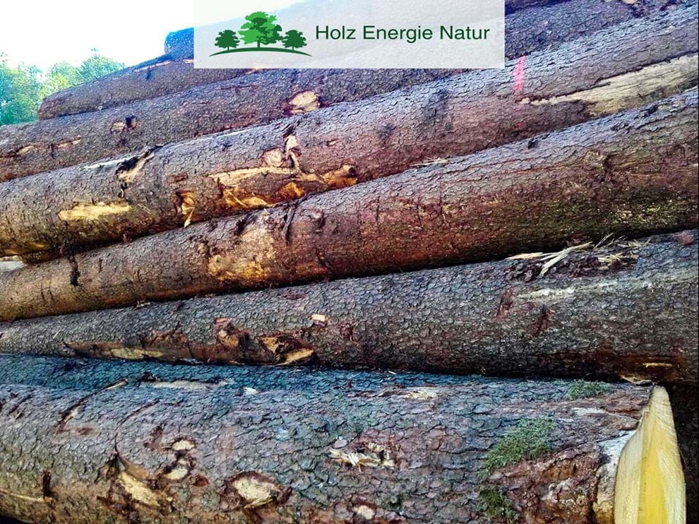 Abete rosso: un gigante della natura